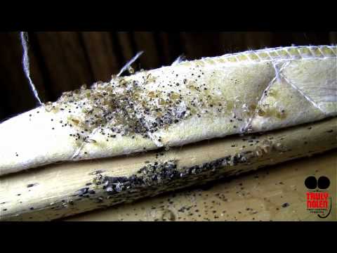 Chinches: consejos de Truly Nolen Pest Control ¡Los planes de viaje de verano están en pleno apogeo! Y con eso en mente, probablemente sea una buena idea estar al tanto de esas plagas llamadas “chinches”.