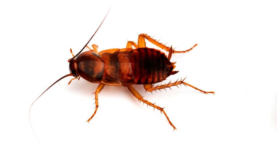 Cucaracha de banda marrón · fotografía de identificación