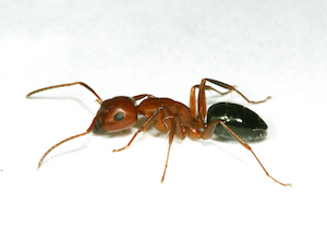 Hormiga carpintera · fotografía de identificación