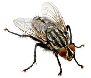 Mosca de la carne · fotografía de identificación