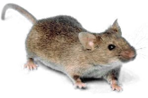 Ratón doméstico · fotografía de identificación