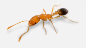 Hormiga faraón · fotografía de identificación