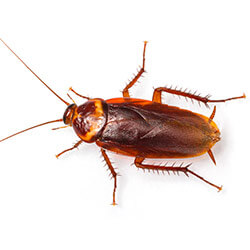 Cucaracha americana · fotografía de identificación
