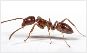 Hormiga argentina · fotografía de identificación