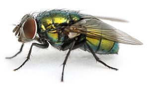 Mosca botella · fotografía de identificación