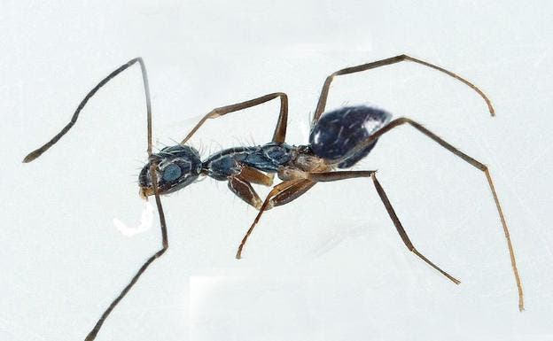 Hormiga loca · fotografía de identificación
