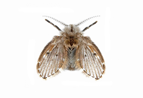 Mosca de drenaje · fotografía de identificación