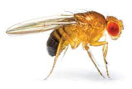 Mosca de la fruta · fotografía de identificación