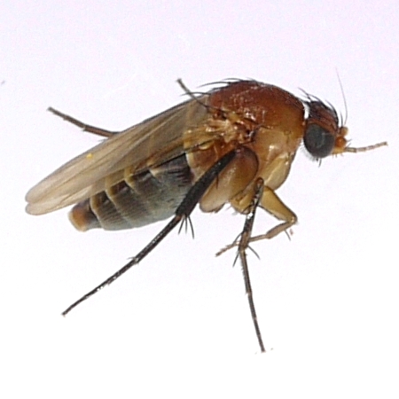 Mosca jorobada · fotografía de identificación