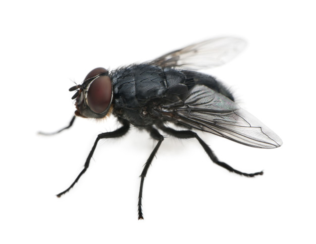 Mosca doméstica · fotografía de identificación