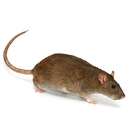 Rata noruega · fotografía de identificación