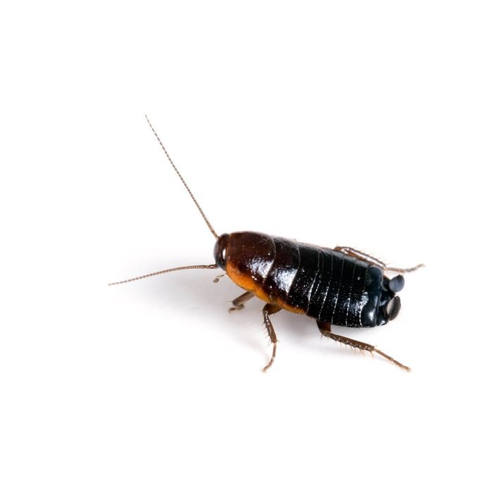 Cucaracha oriental · fotografía de identificación