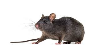 Rata negra o de tejado · fotografía de identificación