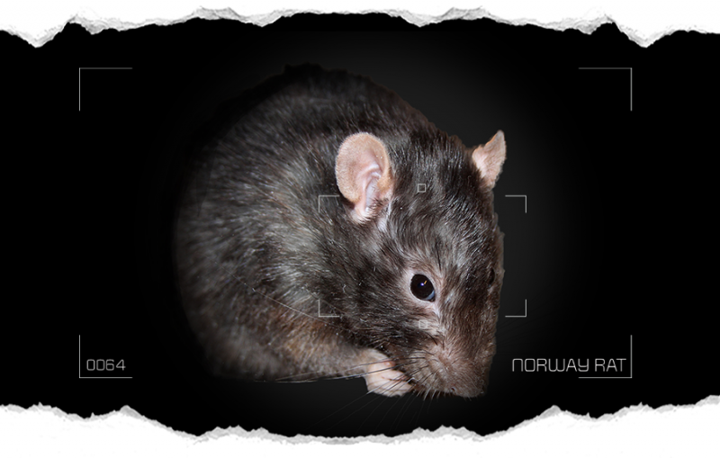 norway-rat Norway Rat